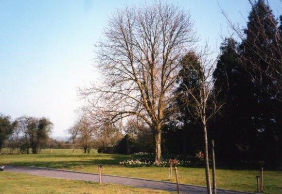 There are some early pauper burials at the bottom of the cemetery to the left of the daffodils