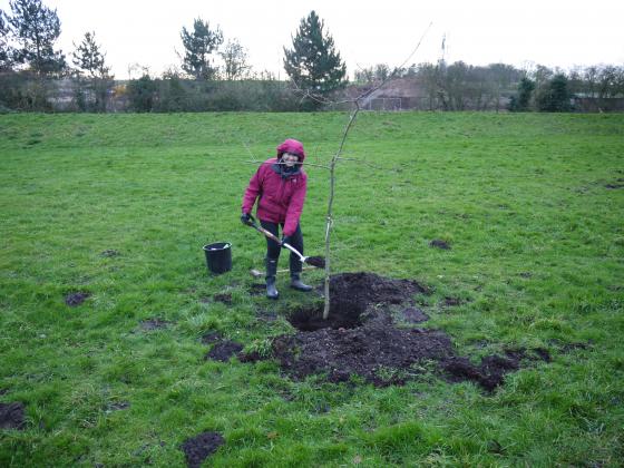 Rothley Tree Warden Anita ceremoniously throws in her spade of soil