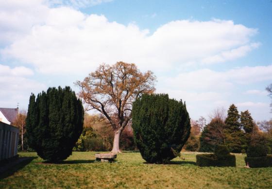 Looking over the rear gardens towards Rothley Brook. The old concrete Barrow RDC computer building to the left. The Cider Press used as an ornament between the Yew bushes and the stone lions in the gap in the Yew hedge further right. April 2002