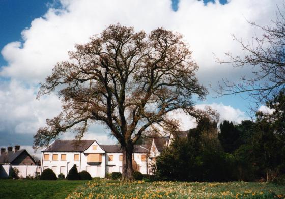 Looking to the rear of The Grange with an ancient oak and a mass of daffodils. This was taken in April 2002 and the daffodils are still blooming in profusion in 2016.