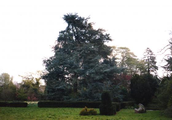 This beautiful Blue Cedar was one of the specimen trees in The Grange garden and photographed in April 2002. To the right is a large, oblong lily pond and a sturdy stone table with a millstone for the top. The millstone was yet another artefact which disappeared at the time of the archaeological survey