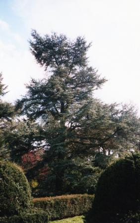 Another specimen Blue Cedar in April 2002