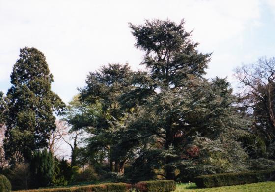 A view of the Blue Cedar trees in April 2002 with the Wellingtonia to the left.