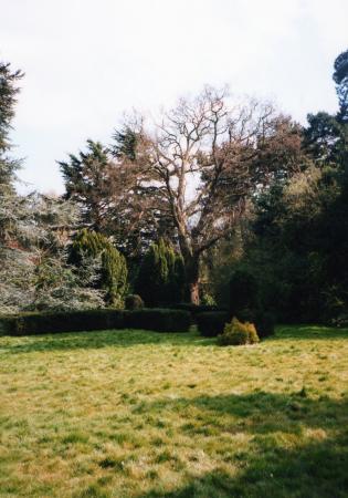 Just to the right of the Blue Cedar trees is an Oak shown in the photograph taken in April 2002