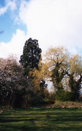 The Wellingtonia with Willows. April 2002