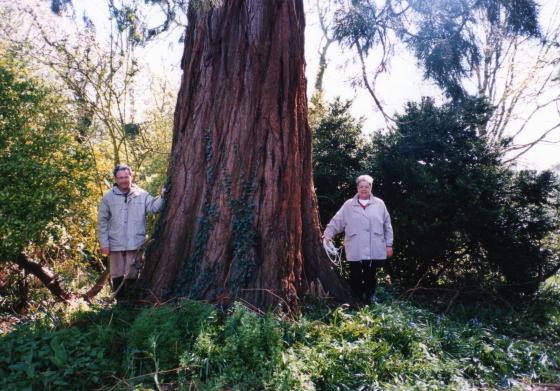 The Wellingtonia has a girth of 6m and recorded as Tree 35 in the Ancient Tree Survey of Rothley. April 2002