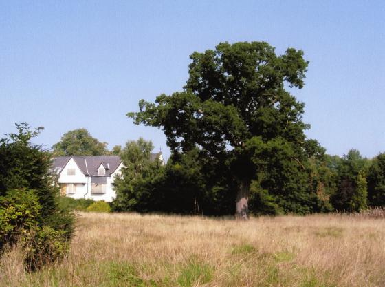 The rear garden in September 2005