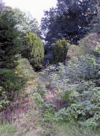 The oblong lily pond in a very neglected state. September 2005