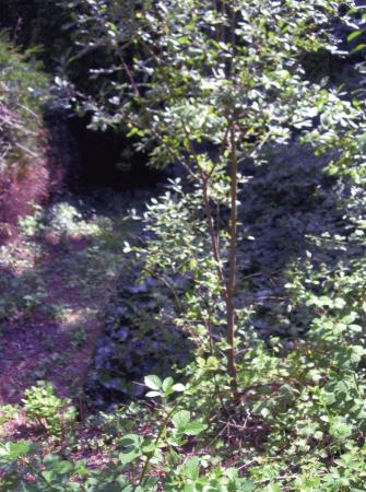 Impossible to see the oblong lily pond. Totally overgrown with ivy, brambles and tree saplings. July 2008