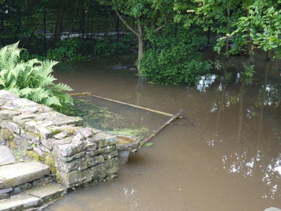 The Half-Moon pond was well under water and tadpoles were being rescued. July 2012