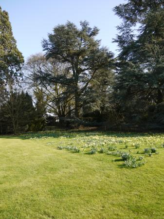 The Japanese Garden with Bamboo, Japanese Knotweed and blossom trees was to the left in the woodland. 2011