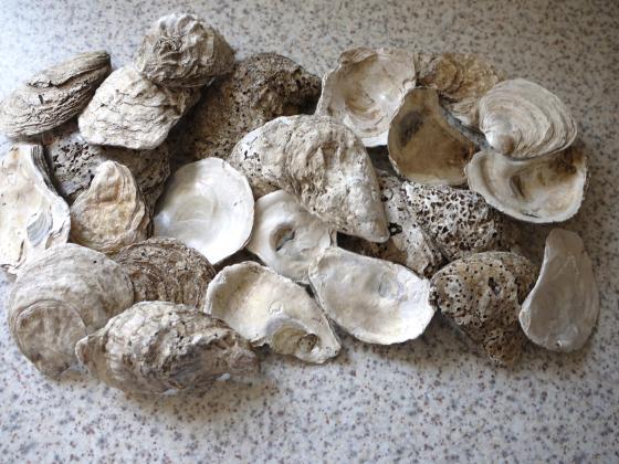 A herb garden was created in Clare Court, close to the Parish Church, and every hole dug revealed oyster shells. These were greatly enjoyed by the Romans and this area is very close to a known site. June 2014