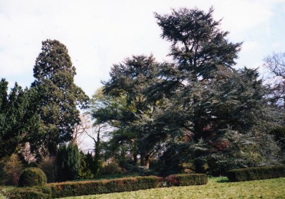 From l to r Trees 35, Wellingtonia, Tree 36 Lime, Tree 34 Blue Cedar, Tree 33 Blue Cedar. Tree 37, the Oak, is just showing its branches on the far right. April 2002