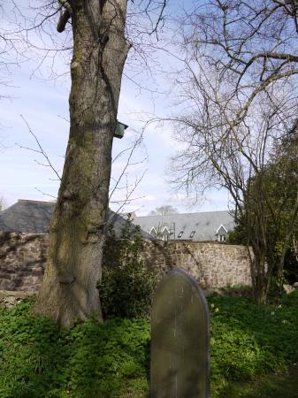 A bird box in the adjoining churchyard. Clare Court in the background. April 2013