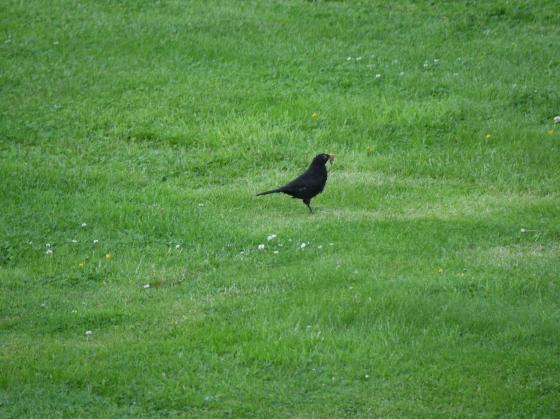 Blackbird June 2013

With lots of lawned areas the foraging is good for thrushes and blackbirds.