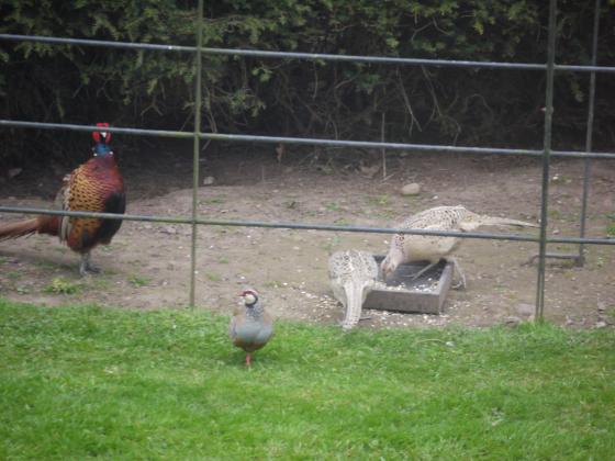 The Red-legged Partridge outnumbered by the Pheasants. Aoril 2014