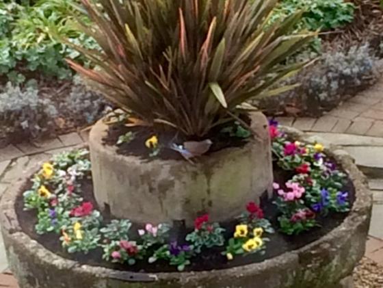 Jay in the newly planted Cider Press. November 2014

Photo: Sue Caddick