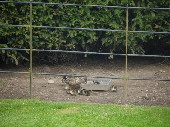 Mallard and young at the ground feeder. May 2015