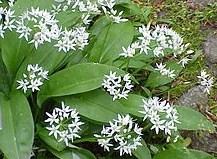 Ramsons give a wonderful smell of garlic in early spring