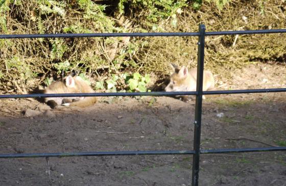 Two fox cubs enjoying the sun. June 2013