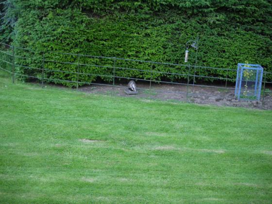 View of the badger from my window in Clare Court. June 2014