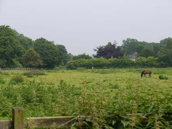 From The Ridgeway and Swithland Lane junction looking to the boundary hedgerow with Site 103 The Slang and the end property on The Ridgeway. June 2013.