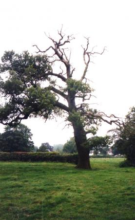 Tree 12 in the Natural History Survey is an Oak with a girth of 3.5m and height of 25m. and stands at the head of The Slang seen from The Ridgeway. August 2002

Tree 12 was recorded on the 11th March 2002 and it was noted that 'it had a very large number of dead boughs, especially at the top. It appears to have a very solid trunk but might be vulnerable to the power saw if the large, dead branches start falling. It also stands in an imposing position at the top of The Slang as seen from the road.'