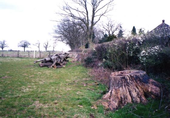 Tree stump 11 in the foreground. March 2002