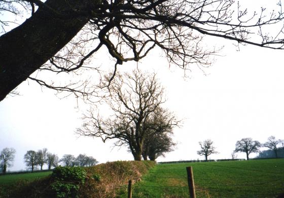 Hedgerow between Site 106 Bowlers Field and Site 105 Six Acre Field (right hand side of picture). March 2002