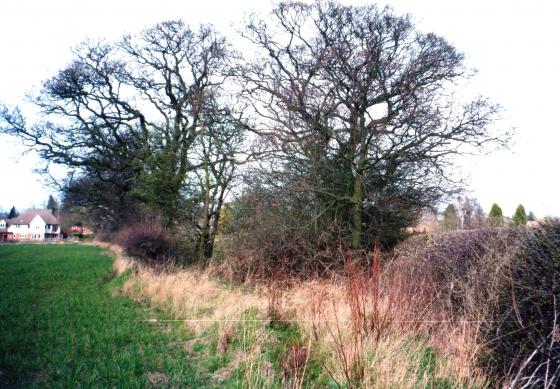 Field Pond 2 tucked into the boundary hedgerow with Site 109 Roadside Field. March 2002