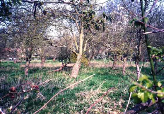 Looking into Bolton's Orchard to the rear of Swithland Lane. Note the mistletoe on the trunk of the apple tree, centre. March 2002