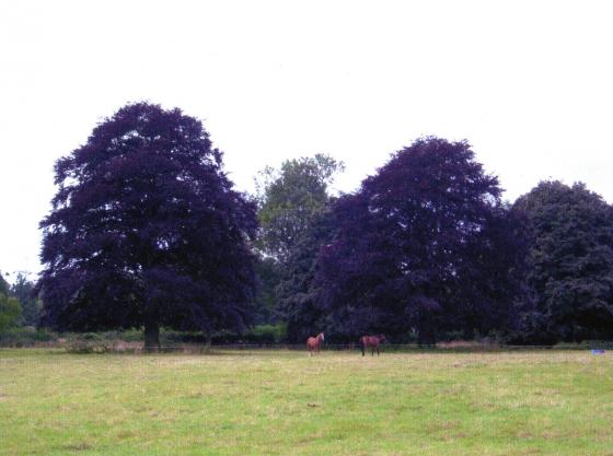 The ancient trees in Temple Paddock. July 2005