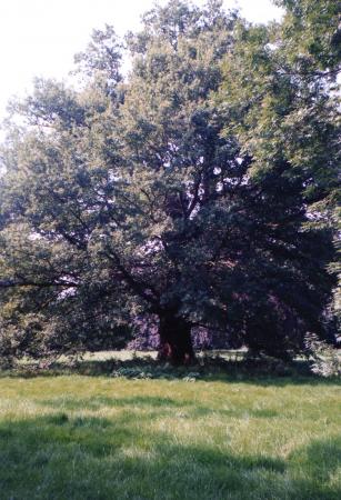 Ancient Tree 1 in full leaf. August 2002