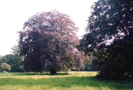 Ancient Tree 2 Copper Beech with a girth of 4.74m August 2002