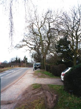 Ancient Trees 5 (foreground) and 6 outside North's shop. January 2002