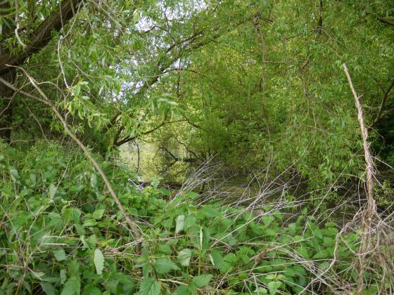 Pond 7 in Site 118 getting very overgrown. June 2013