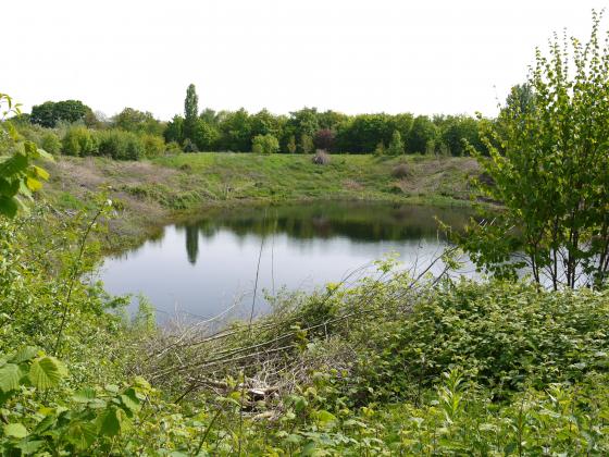 Pond 5 in Site 119. May 2013