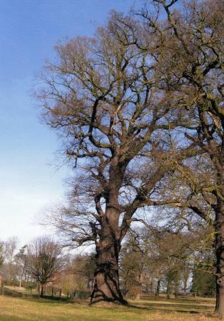 Ancient Oak Tree 100 with a girth of 7.51m