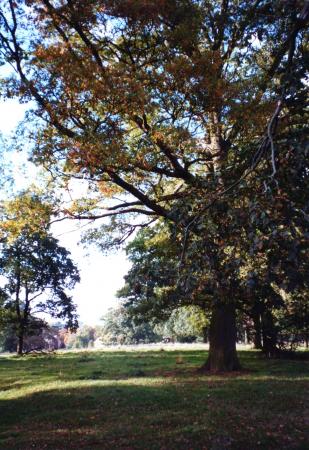 Looking over the park to the chapel at Rothley Court Hotel. October 2001