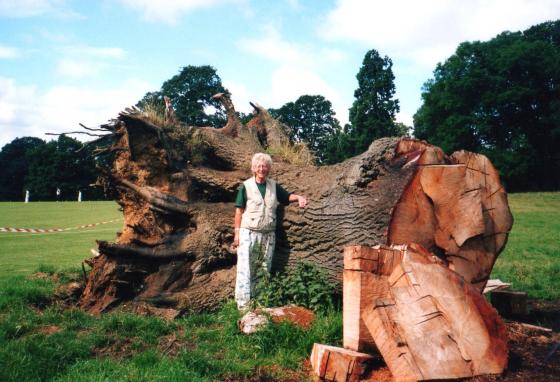 Marion Vincent, Natural History Heritage Warden for Rothley recorded this ancient oak as Tree 400 with a girth of 6m. July 2002