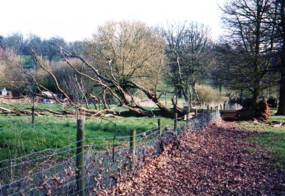 Tree on the edge of the park next to the Cider Apple Orchard blown down in March 2004. March 2004