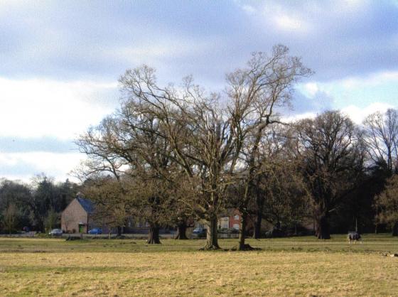 Looking over the park to the entrance of the Rothley Court Hotel. March 2005