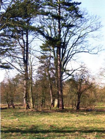 Group of trees in the park with parkland railings. April 2005