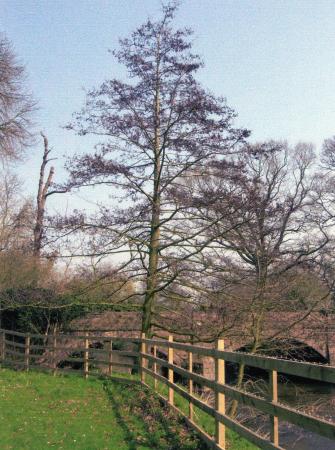 Stone Bridge over Rothley Brook with Rothley Park to the left. April 2005