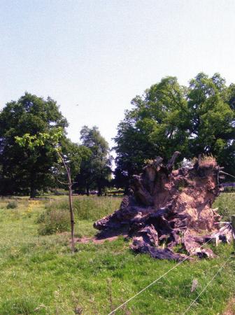 An oak sapling from Sherwood Forest was planted by the side of Tree 400 blown down in October 2000. Sourced from the ancient 'Stag Head' Oaks it was planted in April 2006. Photo June 2006