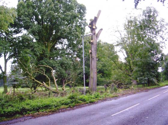 Beech trees suffered very badly from drought in 2005 and many were lost including a lovely specimen in Rothley Park close to Westfield Lane. August 2006