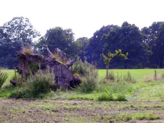 The Stag Head Oak in August 2007