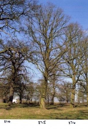 Trees 374, 374 and 376 February 2005