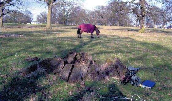 Stump 391 March 2005