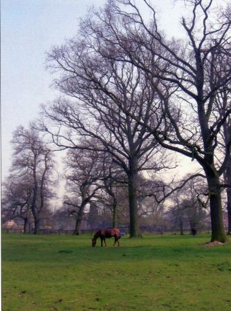 Tree 459 (centre) April 2005